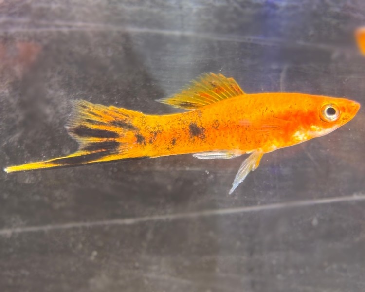Calico Swordtails ~ 3cm - 3.5cm